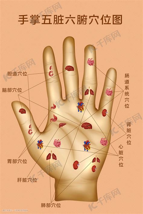 手指代表器官